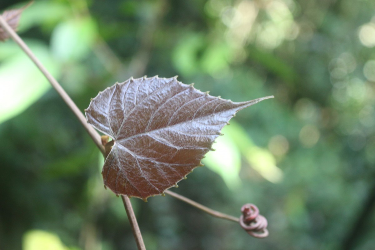 Ampelocissus indica (L.) Planch.